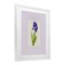 Stupell Industries Purple Stripe Iris Framed Print Under Glass, design by Lisa Wehmeyer